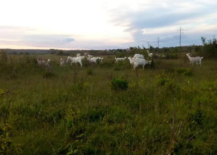 公寓 Festina Ivana